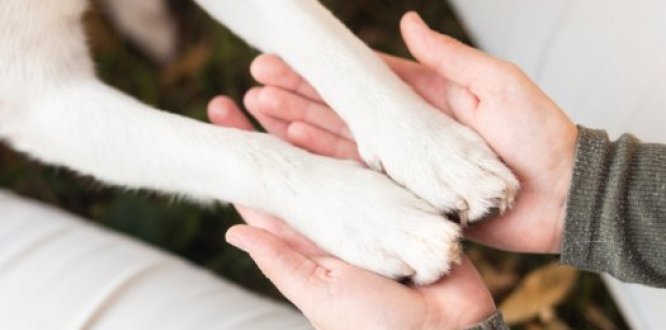 Más de 52mil millones de pesos se invertirán en las localidades para el cuidado y protección de los animales