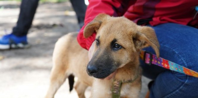 Foto de perro en jornada de adopción