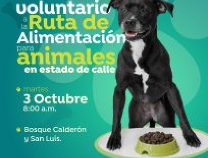Ruta de alimentación por los animales en estado de calle 