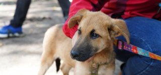Foto de perro en jornada de adopción